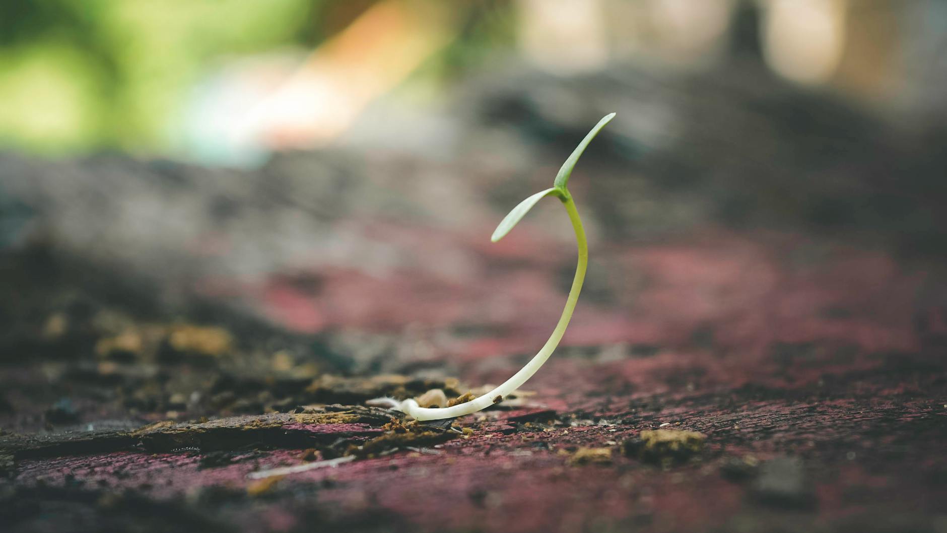4 Tips For Nurturing Ideas in a Brainstorm